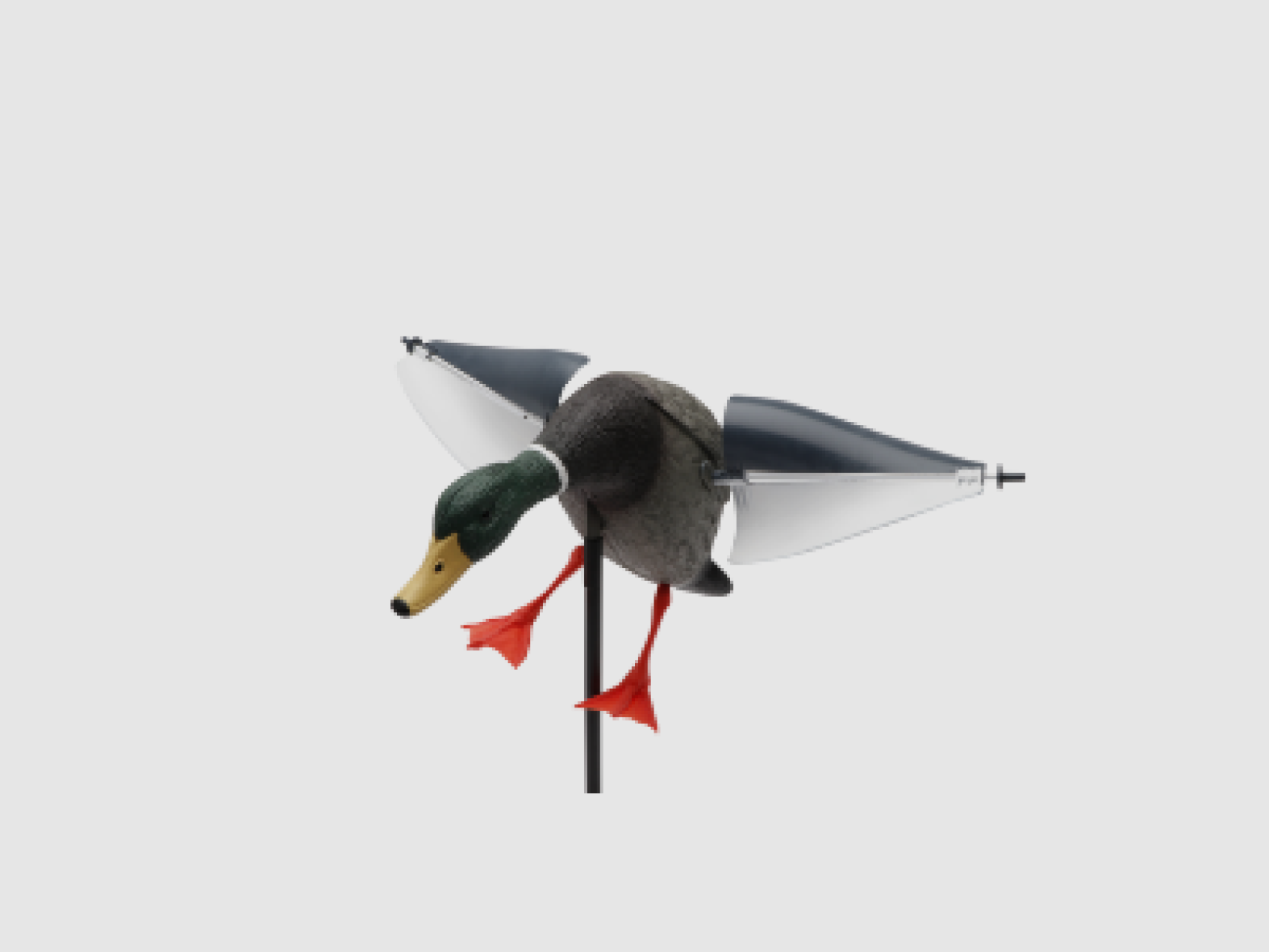 Mallard with rotating wings