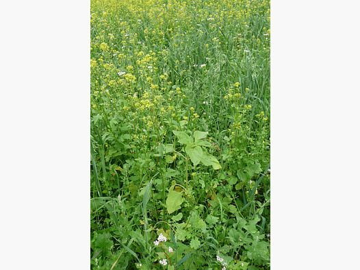 Wildackermischung für leichte Böden