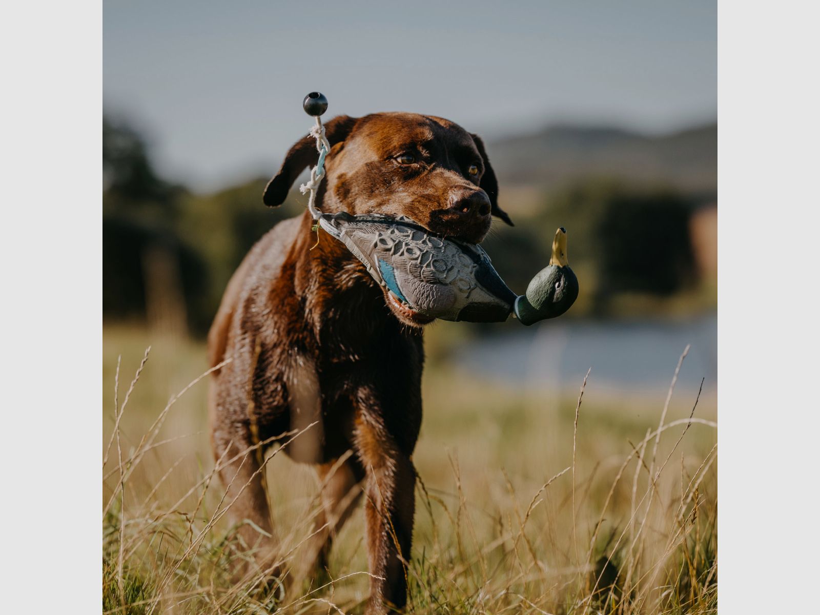 HP&G Apportierdummy Pato de Stock