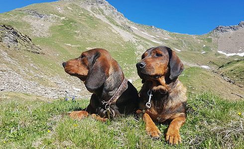 Rasseprofil: Alpenländische Dachsbracke