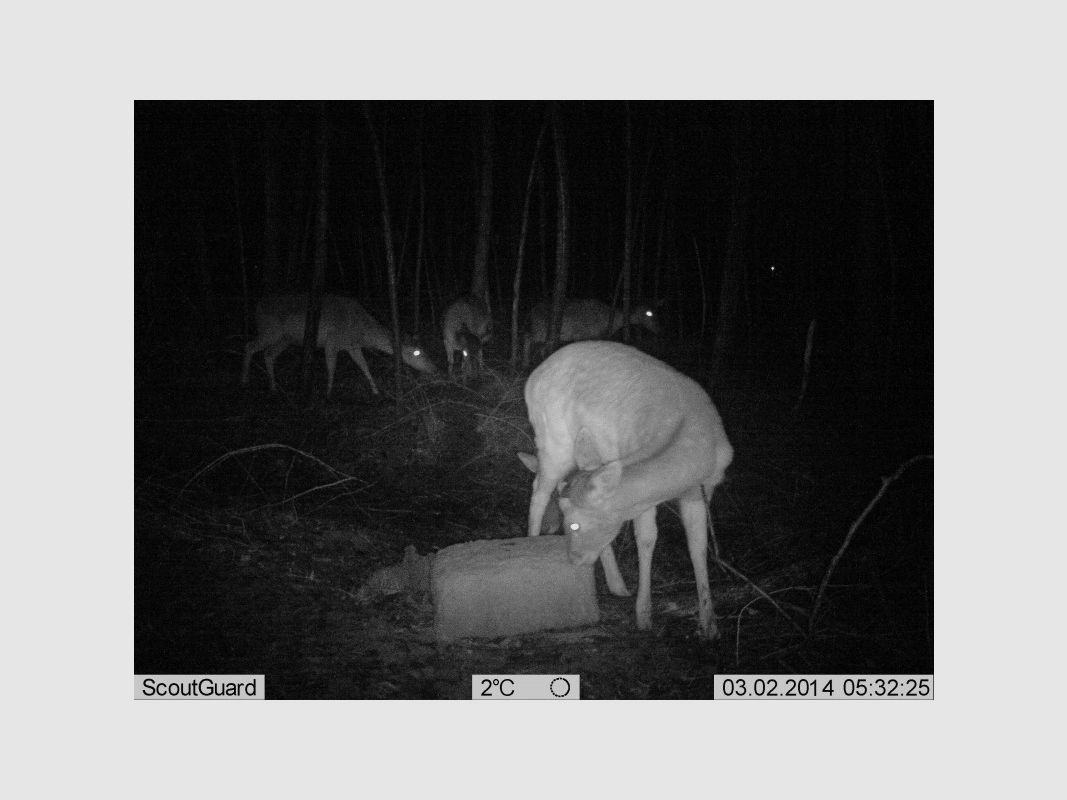 Trophy Block 25 kg, afbeelding 6 van 17