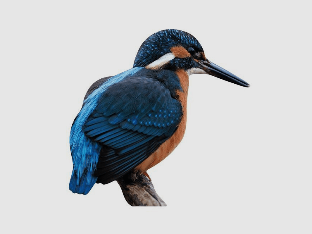 Tieraufsteller Eisvogel