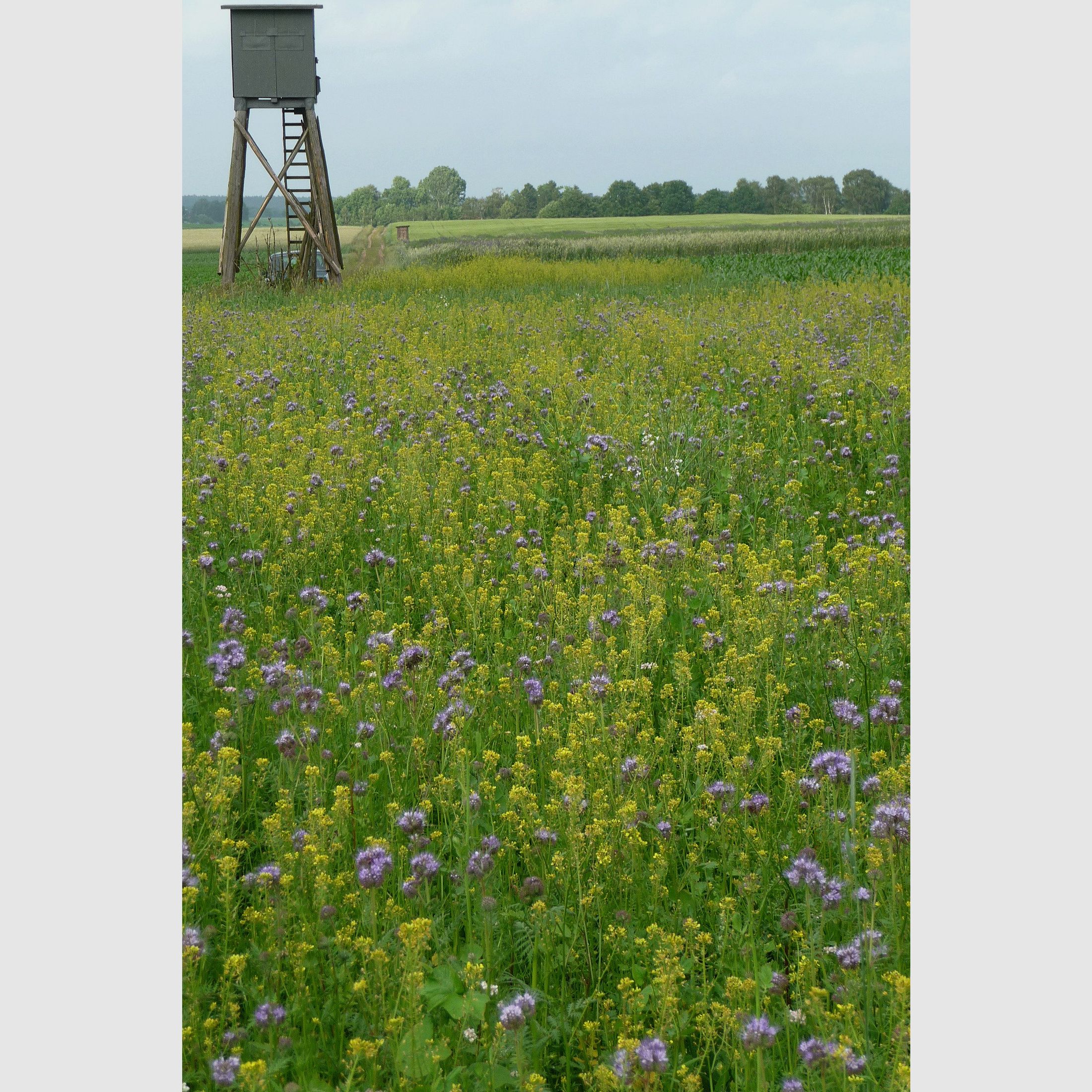 Kiepenkerl Wildschutzmischung WSM 1