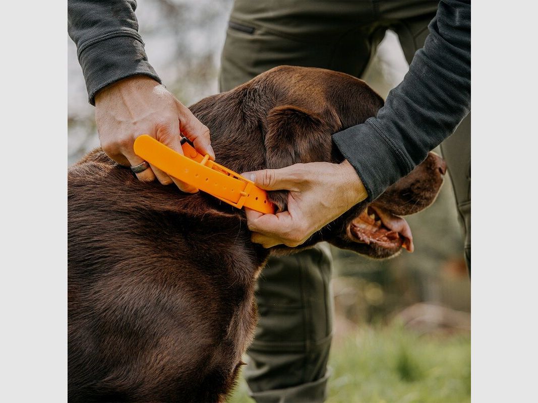 HP&G Collare per cani 25mm Arancione