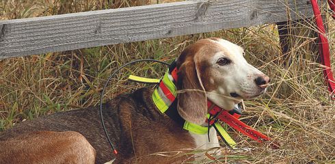 Halssender / GPS-Tracker für Jagdhunde - Die wichtigsten Infos im Überblick