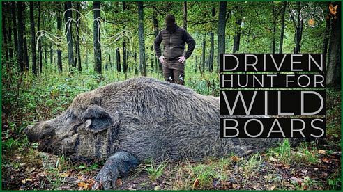 Driven Hunt for wild boars