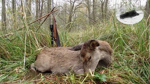 Red deer hunting - successful morning