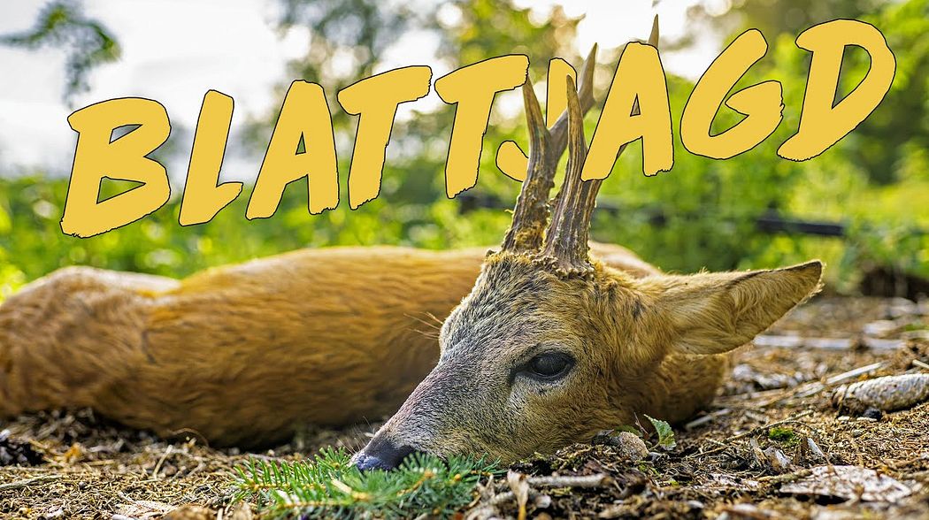 Richtig Blatten - so klappt es mit dem Platzbock. Geartester Blattjagd