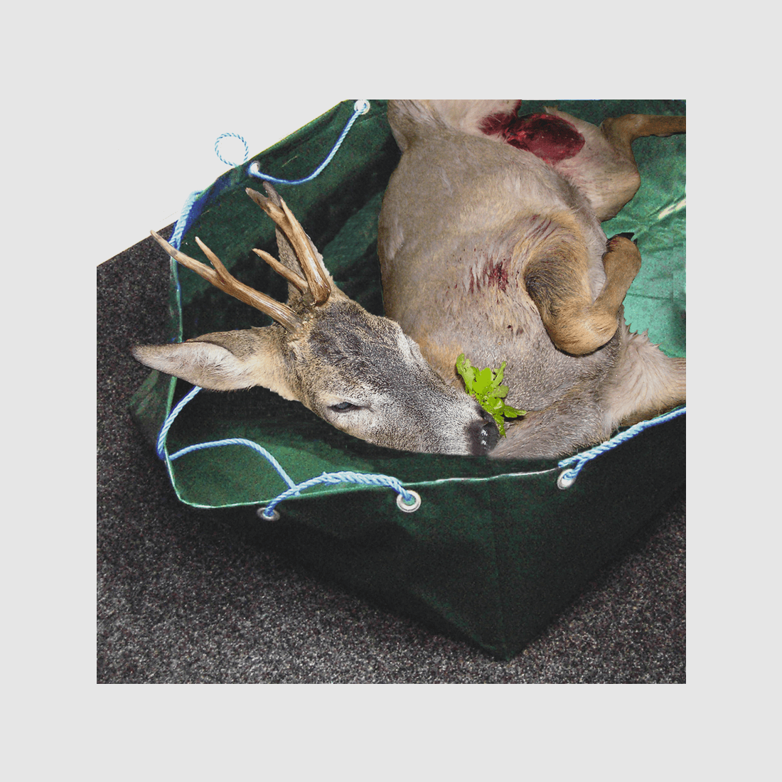 Faltbare Wildwanne – belastbar bis 50 kg