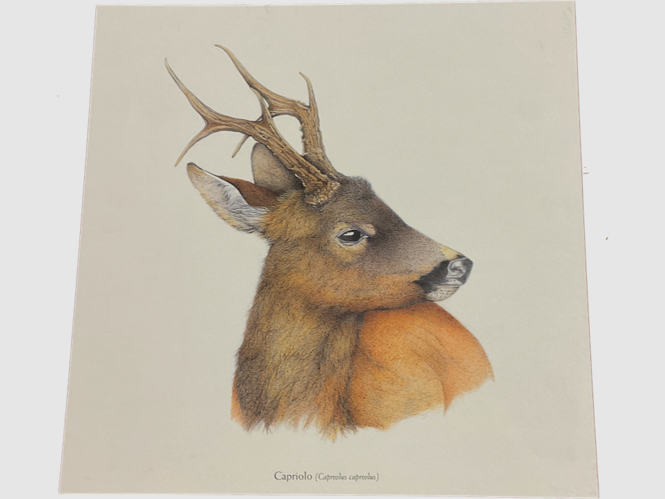 Beretta – WILD PRINTS VOOR VIERKANTEN, afbeelding 4 van 12
