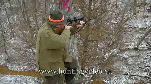 Wild Boar Driven Hunt In Hungary