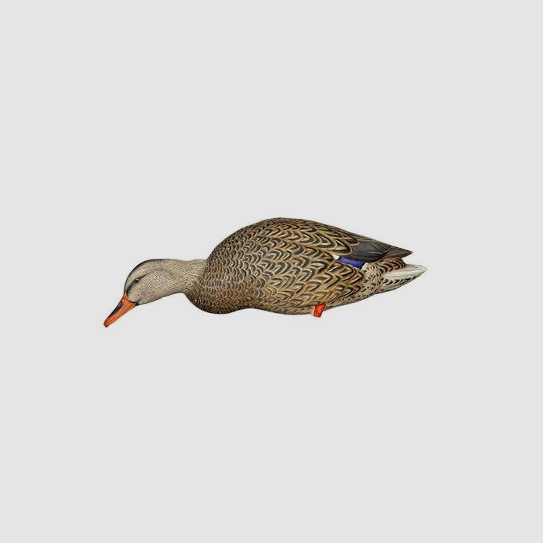Formen von Stockenten auf Beinen AvianX, Bild 7 von 7