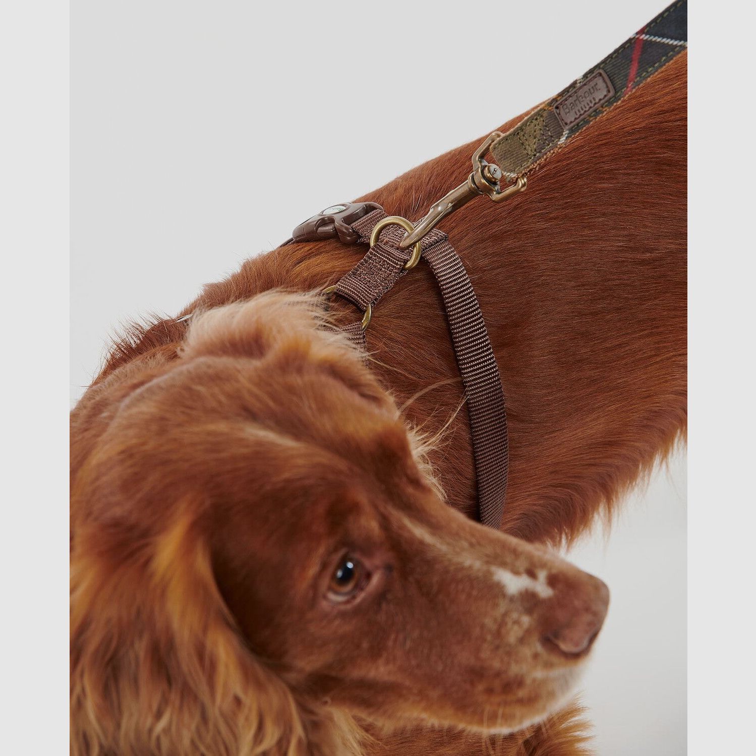 Barbour Hunde Geschirr Travel & Exercise