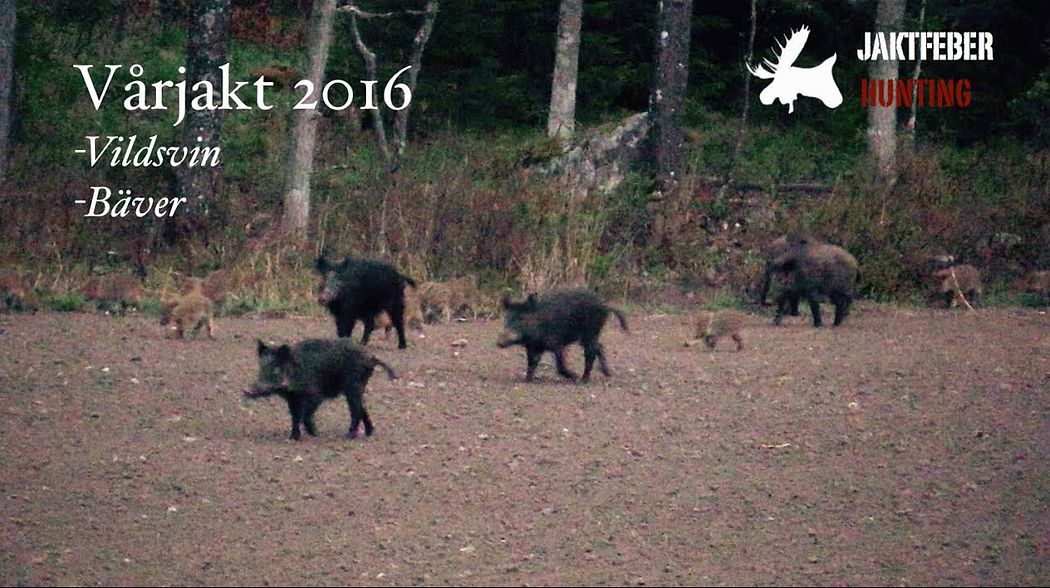 JAKTFEBER, Vårjakt På Bäver & Vildsvin 2016