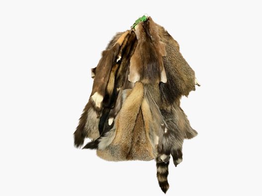 Cambio di pelliccia Collezione di pellicce Materiale didattico 5 specie selvatiche