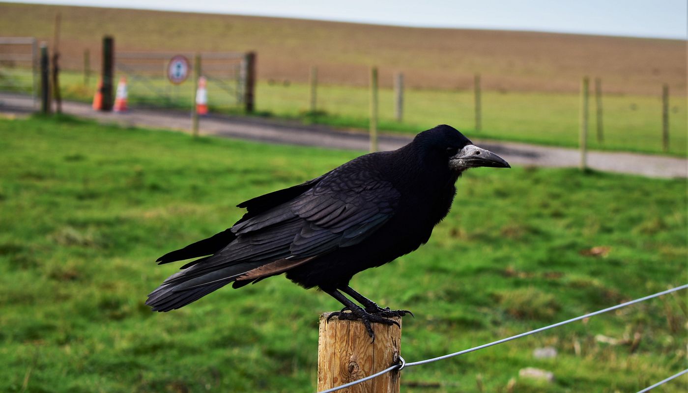 Krähenjagd