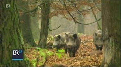 Wildschweinplage: Sind Lebendfallen die Lösung? BR Abendschau