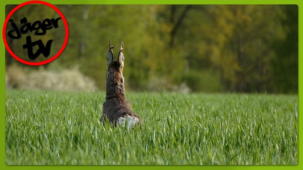 Ansitz auf den "ominösen Bock"