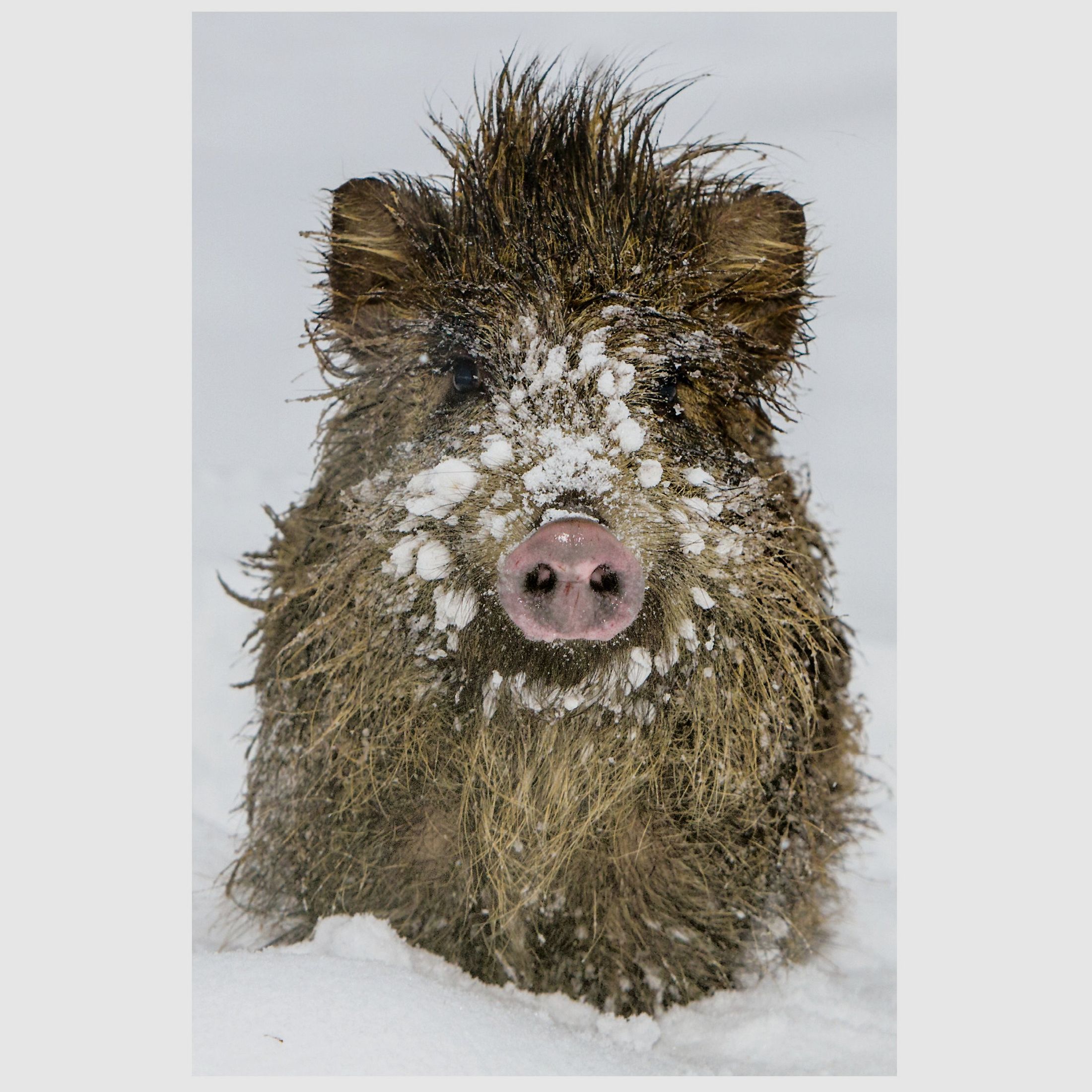 Kühlschrankmagnet Wildschwein
