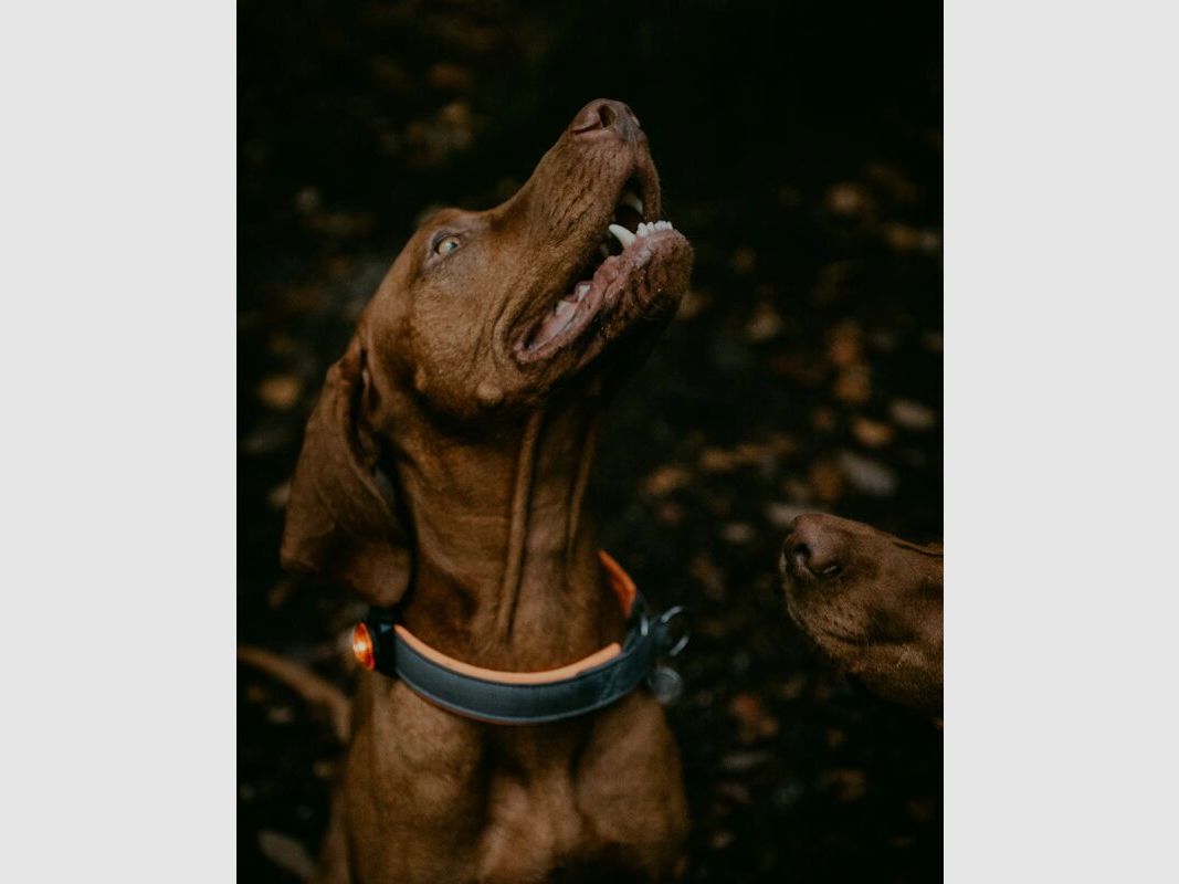 Orbiloc LED-Sicherheitslicht K9 Active – Leuchten für Hundesportler