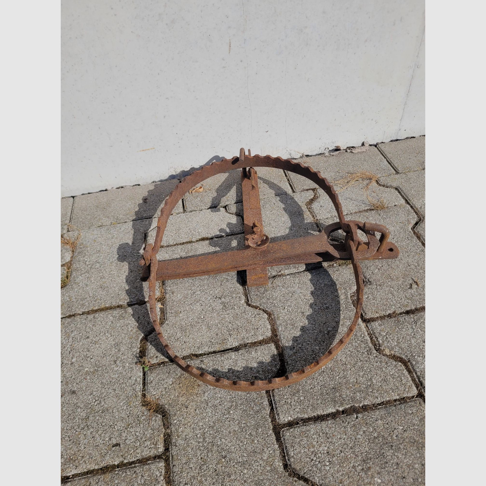 Bear trap decoration 48cm