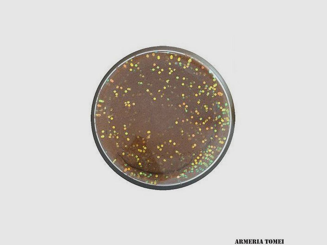 BERKLEY – POWERBAIT® TROUT BAIT 1.75oz | 50g Trout Pellet, image 2 of 2