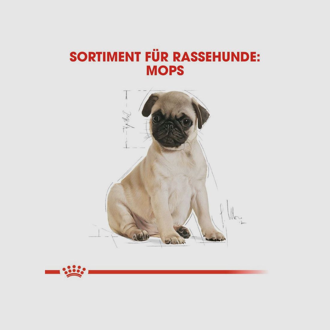 ROYAL CANIN Mops Trockenfutter Adult 3 Kg