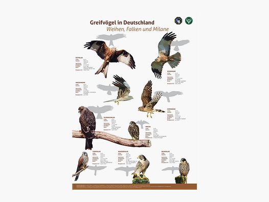 Affiche Oiseaux de Proie 3: Busards, Faucons, Milan