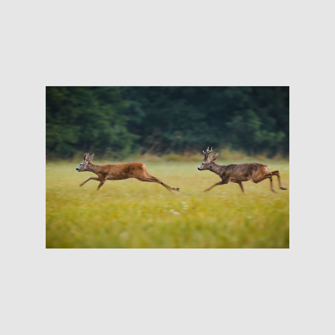 GPO Spectra 6x 1.5-9x32i G4i, Bild 4 von 5