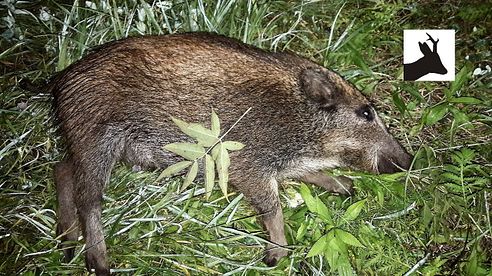 Stalking wild boar at night - Nocne polowanie na dziki - Chasse Sanglier - Saujagd