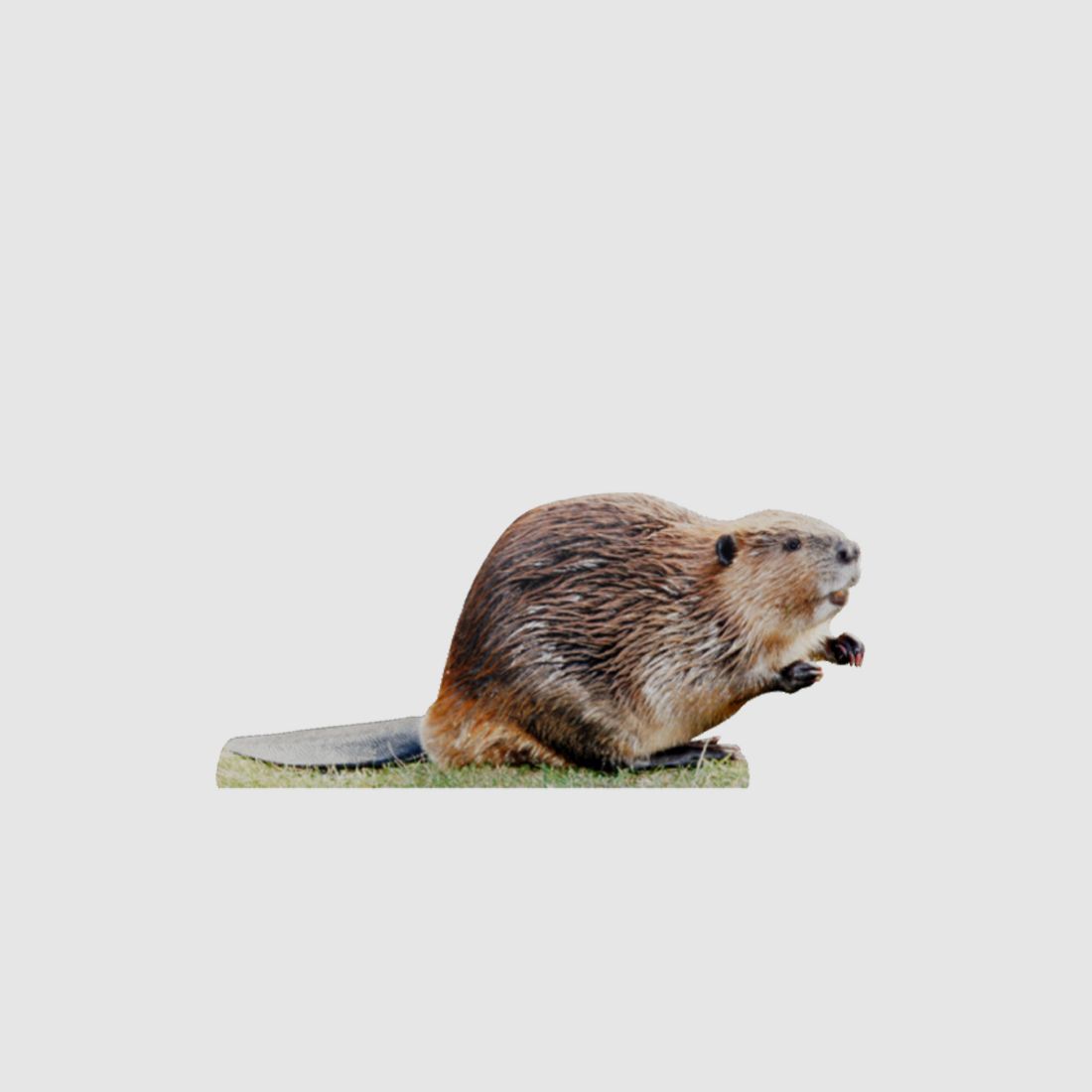 Tieraufsteller Biber