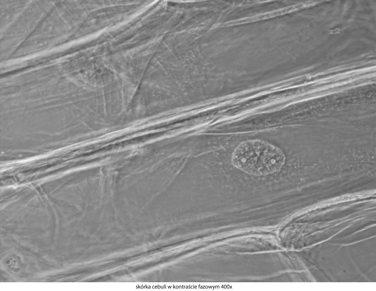 Microscope Delta Optical Genetic Pro Bino + batterie, image 36 sur 50