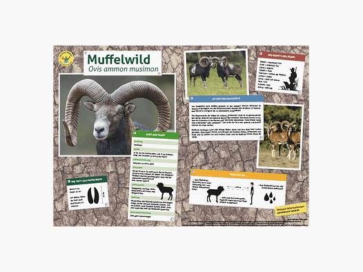 Lieu d'apprentissage Nature Tableau des animaux DIN A3 Mouflon