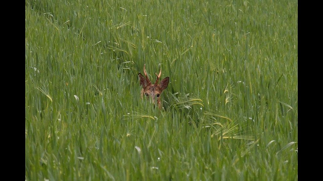 Bockjagd im Mai - Roebuck Hunting in May