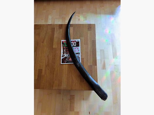 Corno di bufalo d'acqua Longhorn Thai XXL lucidato 117 cm