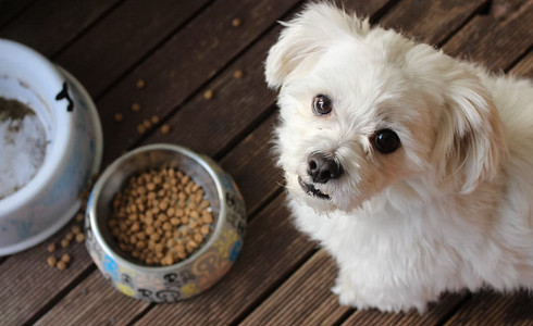 Vegan Diet for Dogs - Is it Possible and Recommended?