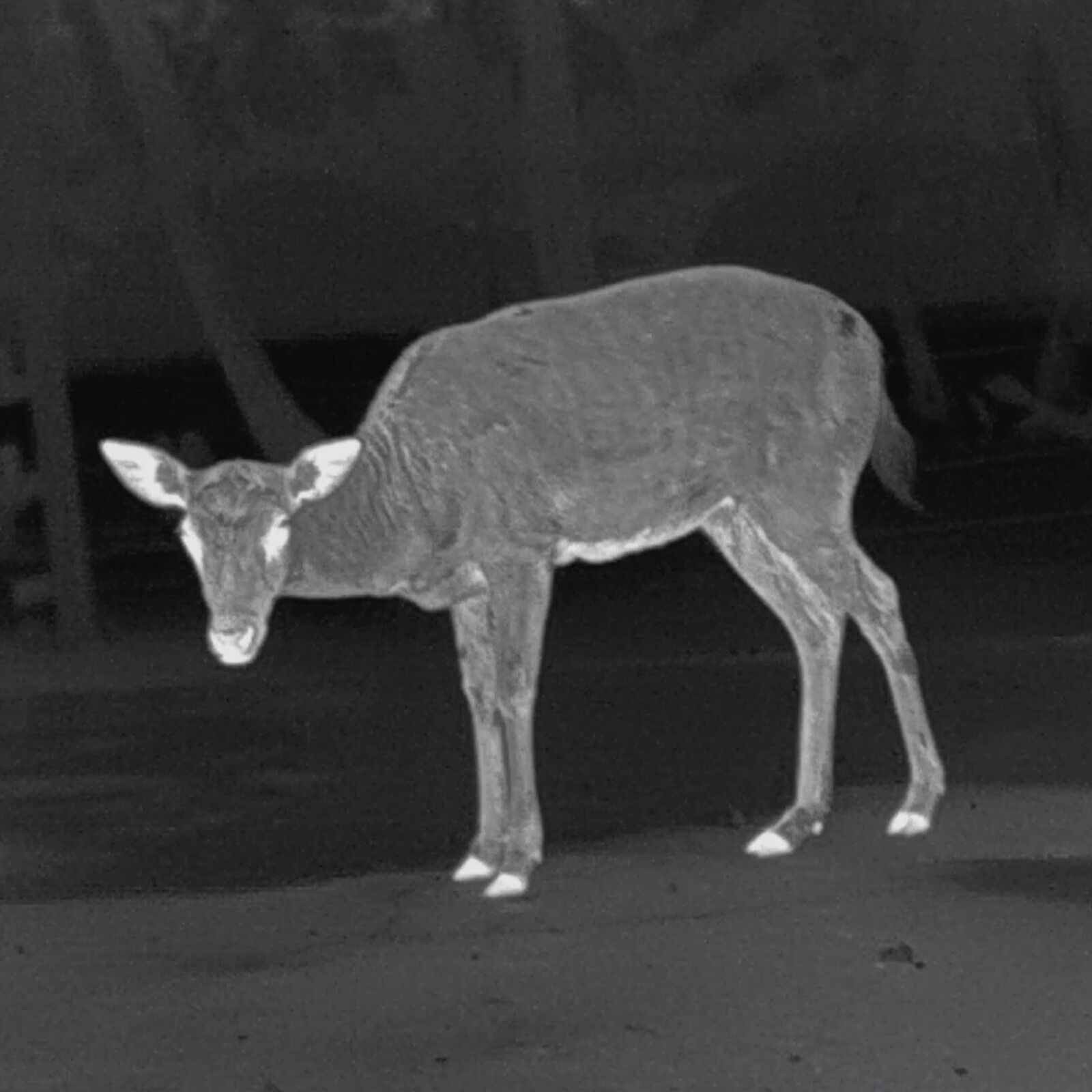 PARD PARD Predator 480 LRF warmtebeeld voorzetapparaat