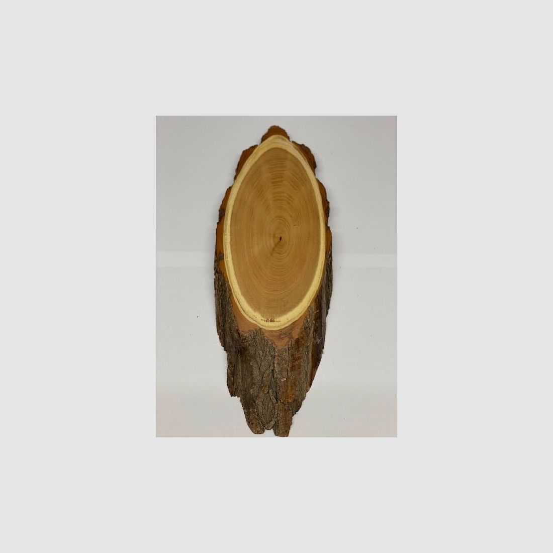 Plaques en acacia pour trophées de cerf 35cmx12cm