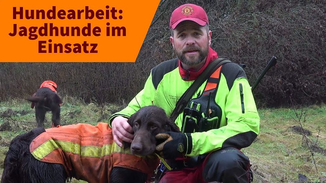 Jagdhunde im Einsatz: Auf was kommt es bei der Hundearbeit an?