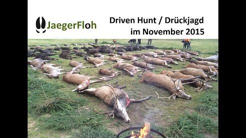 Driven Hunt/Drückjagd auf Rot- und Schwarzwild