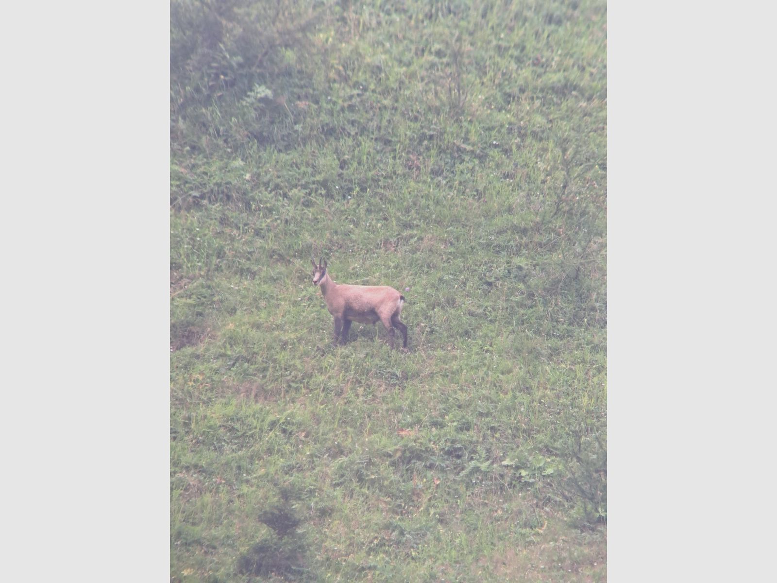 Swarovski Spektiv HD – Komplett-Set | Top-Zustand | 3.800 €