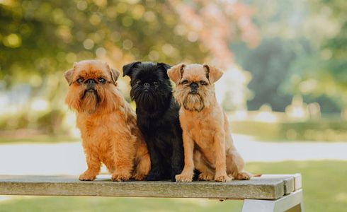 Rasseprofil: Belgischer Griffon