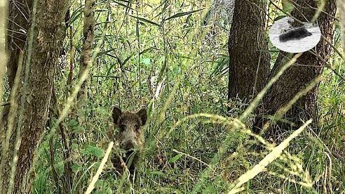 Wild boar hunting in September