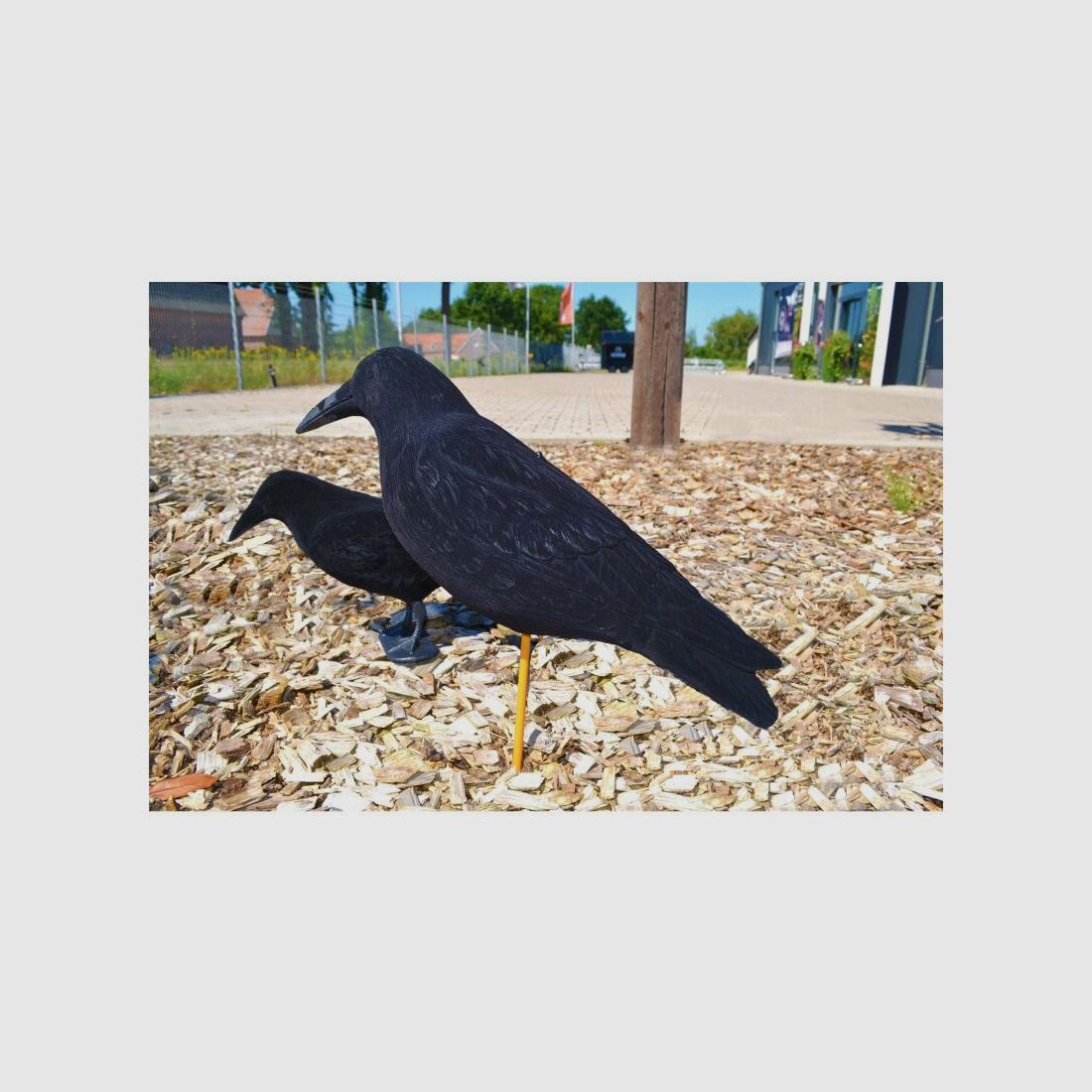 Lockkrähe beflockt Riesenkrähe Magnum 50cm