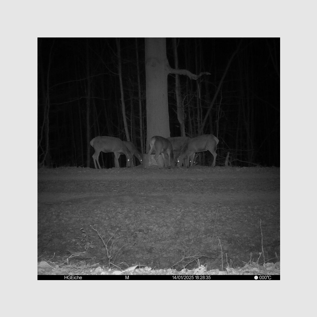 Seissiger SEISSIGER Pro-Cam LTE - SUPERSIM-Edition inkl. Akkus