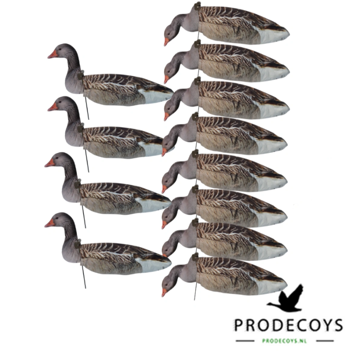 Prodecoys Premium FBE set di voucher, immagine 3 di 4