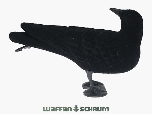Vollkörper-Lockkrähe beflockt Herumschauende