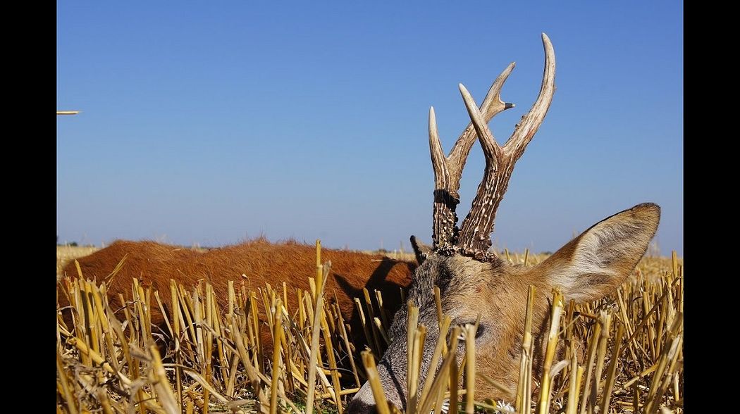 Roe buck hunting in Poland - rut (www.ultimatehunting.eu) Bukkejagt  Polen