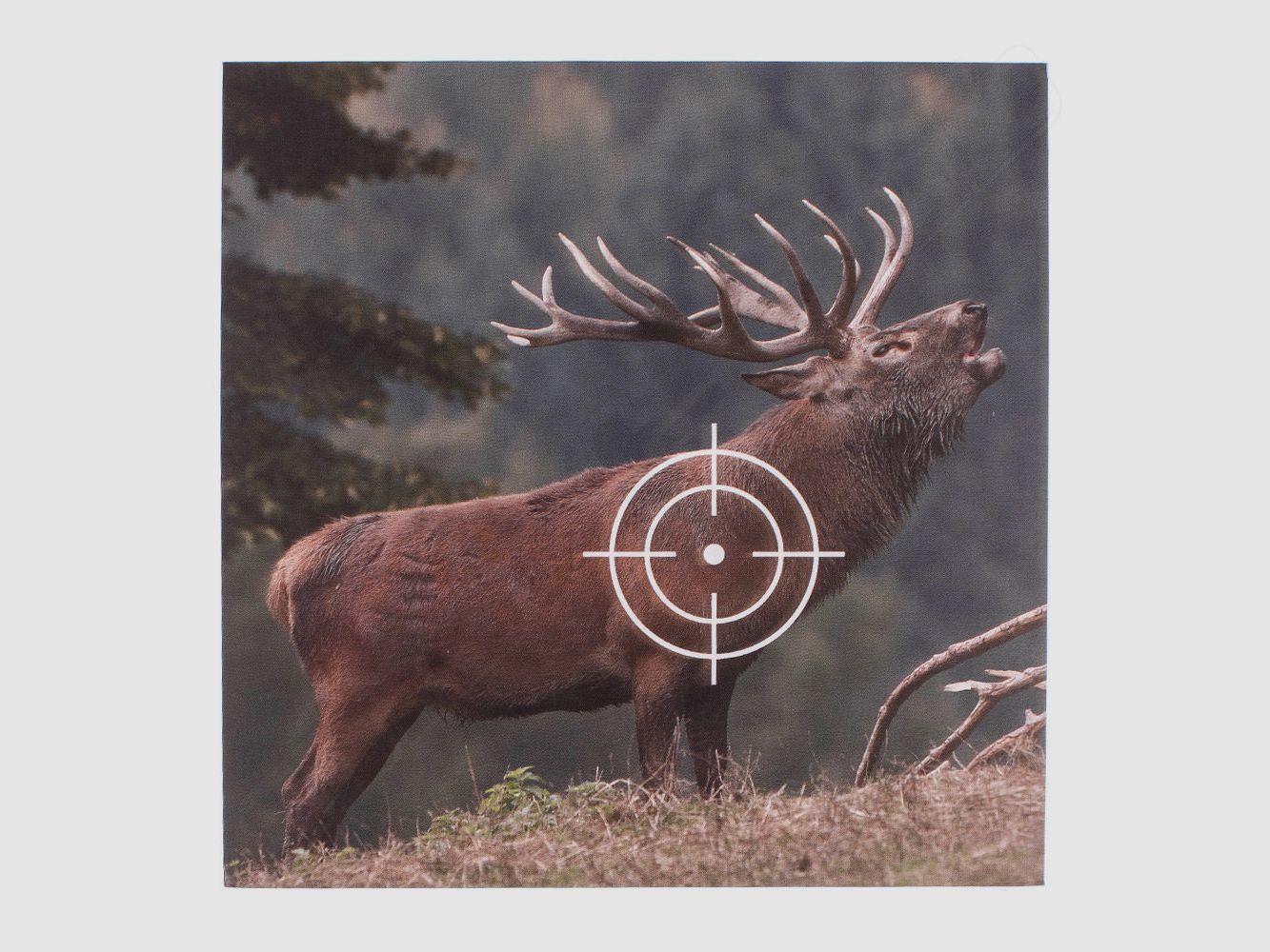 Zielscheiben /  Schießscheiben  / Tiermotiv Hirsch / 25 Stück