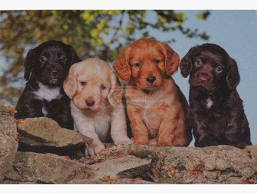 Grußkarte Cocker Spaniel Puppies